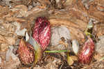 Skunk cabbage